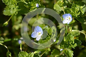 Birdeye speedwell