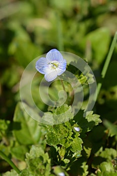 Birdeye speedwell