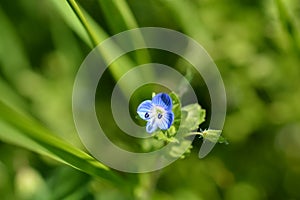 Birdeye speedwell