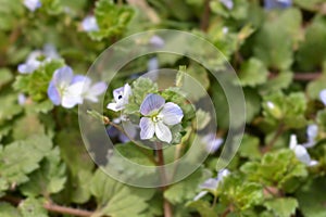 Birdeye speedwell photo