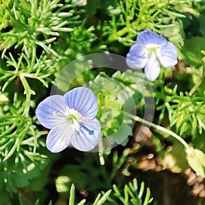 Birdeye speedwell: a species of Speedwells, its botanical name is Veronica persica.