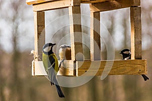 Birdfeeder. Tomtit is eating from the feeder.