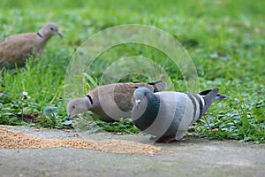 Birdfeeding in backyard garden.