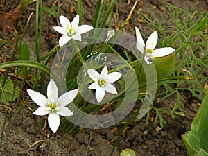 Birdflower flowers on a flowerbed in the spring garden