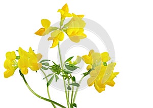 Birdfoot Trefoil photo