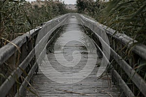 Birdge on a lake with reeds