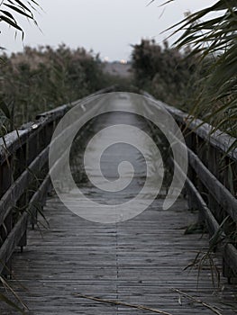 Birdge on a lake with reeds