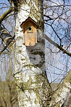 Birdhouse on a Birch Tree