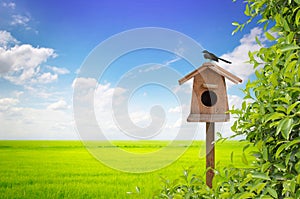 Birdhouse and bird with meadow