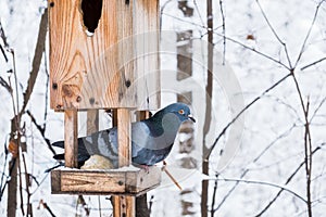 Birdhouse with snow in a winter cold forest and a pigeon bird