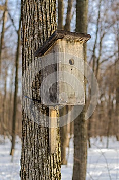 Birdhouse in the forest