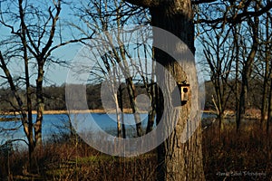 Birdhouse in Forest