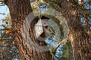 Birdhouse in the forest