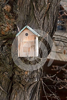 Birdhouse house for small birds nailed to a massive tree with ornate texture bark