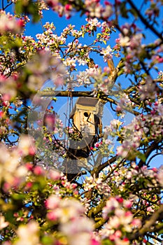 Birdhouse located among the blossoming branches of an Apple tree