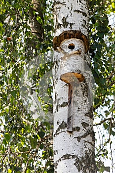 The birdhouse is made of a tree trunk on the shore