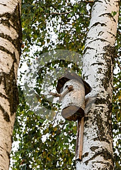 the birdhouse is made of a tree trunk