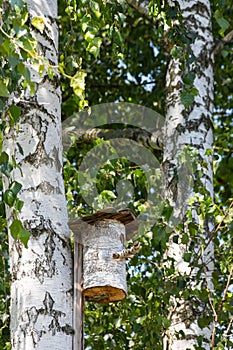 the birdhouse is made of a tree trunk on the shore