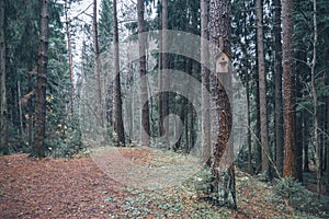 Birdhouse made of wood in the middle of the forest