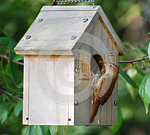 Birdhouse mother bird with food