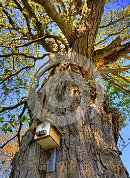 Birdhouse Occupied