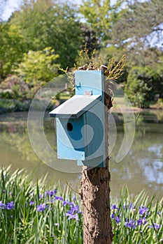 Birdhouse painted blue on a sprouting tree stump, rustic lake and Siberian iris, bluebird house