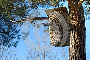 Birdhouse on a pine tree