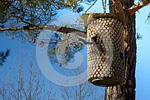 Birdhouse on a pine tree