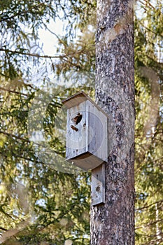 Birdhouse on pine tree in park