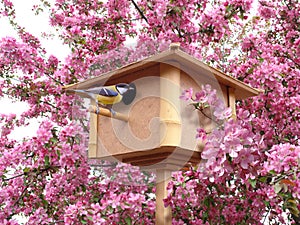 Birdhouse in pink blossoming garden photo