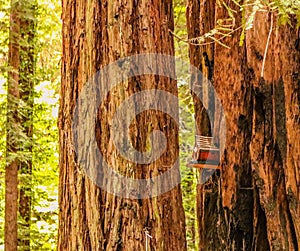 Birdhouse in a redwood tree