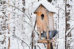 Birdhouse with snow in a winter cold forest and a pigeon bird