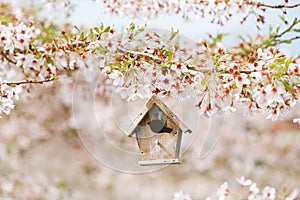 Birdhouse in Spring with blossom cherry flower sakura