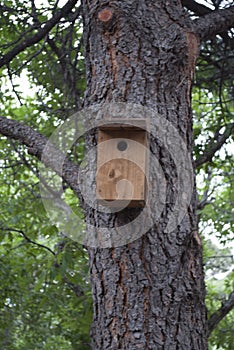 A birdhouse on a spruce tree.