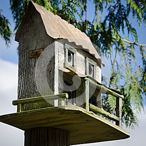 Birdhouse in a spruce tree