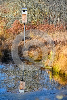 Birdhouse in Swamp Area with Reflection
