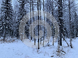 Birdhouse titmouse in a snowy forest - a closed artificial nest for small birds, Wooden houses on trees