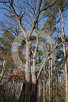 Birdhouse on a tree in a Berlin forest in winter. Berlin, Germany