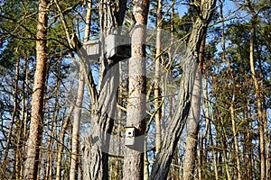 Birdhouse on a tree in a Berlin forest in winter. Berlin, Germany