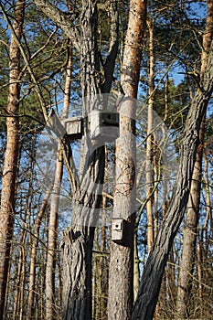 Birdhouse on a tree in a Berlin forest in winter. Berlin, Germany