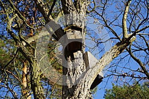 Birdhouse on a tree in a Berlin forest in winter. Berlin, Germany