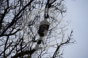 Birdhouse on a tree. Berlin, Germany