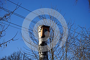 Birdhouse on a tree. Berlin, Germany