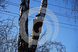 Birdhouse on a tree. Berlin, Germany