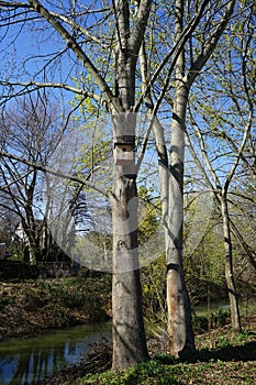 Birdhouse on a tree. Berlin, Germany