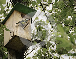 Birdhouse on tree for birds