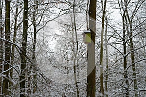 birdhouse on the tree in forest