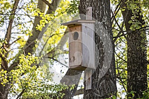 Birdhouse on a tree in the forest. Birdhouse in nature.