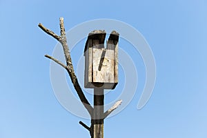 Birdhouse from a tree