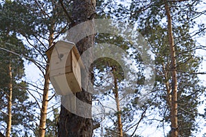 Birdhouse in a tree in a pine forest